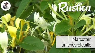 Comment marcotter un ch&egrave;vrefeuille