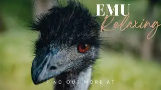 EMU VIDEOS WITH MUSIC WILDLIFE ll Epic Fail ll