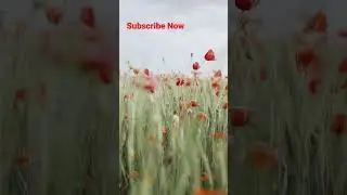 Selective, Focus of Red Poppy Flowers, While Swaying, #youtubeshorts #flowers