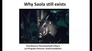 Why Saola still exist, and how to find them