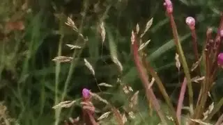 Willowherb Hybrids: A short documentary #Epilobium
