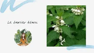 Le lamier blanc