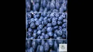 Blueberry Raw Living Mother Vinegar