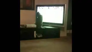 Cat watching football on TV