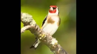 Jilgueros de Concurso - Canto del Jilguero [HD]