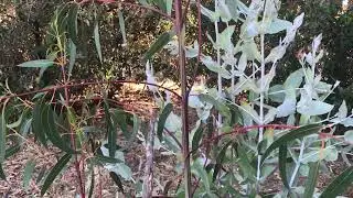 Eucalyptus globulus subsp. globulus part 2 and Eucalyptus sideroxylon (Red ironbark)