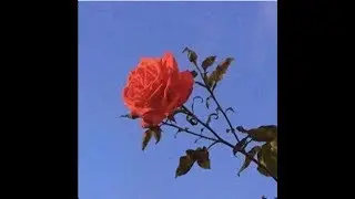 Trill skeleton - Slowkiss