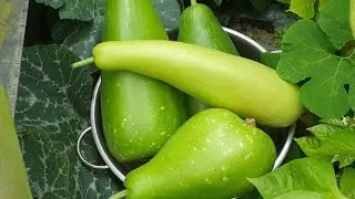 Start of September Garden Vegetable Harvest -  UK Khodu Kerela Tomatoes Shokher Bagan