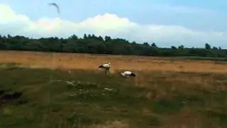 VIDEO0069