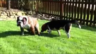 Cannons Dog Eats Shit