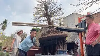 Xem quy trình thay chậu đỏ sang chậu men đẹp vườn mai Sáu Hoàng xử lý bầu ngày 25 âm lịch Tết 2023