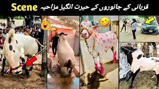 Qurbani Animals Funny Moments🤣 Bakra Eid Funny Video By Au Comedy Zone