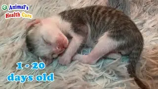 How Cutest Baby kittens 1 - 20 days old growing after rescue?