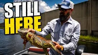 The Freeze Didn’t Wipe Out Florida’s Iguanas