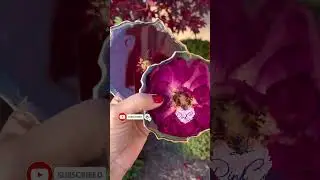 Perfect Roses Forever! #rose #project #artist #diy #diycrafts #youtuber #producer #story #ytshorts
