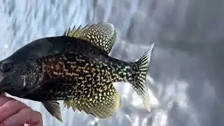 Black crappie release Peconic lake