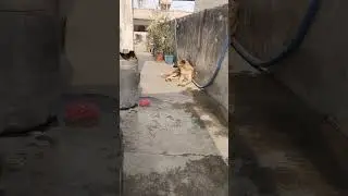 Dogesh bhai part 8 👍 #dogeshbhai #dog #comedy