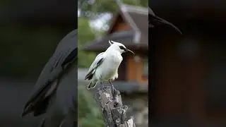 @maryana 34editing.Jalak Bali #animalshorts #wildlife #realxingsounds #nature