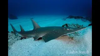 Whitespotted Guitarfish - Rhynchobatus djiddensis
