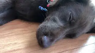 #1 フラットコーテッドレトリーバーのレム睡眠