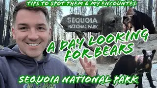 Looking For Bears in Sequoia National Park, CA
