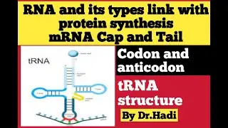 RNA and its types link with protein synthesis|| mRNA CAP and Tail|| Codon and Anticodon in English