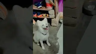pillion dogs aplogo ka dogs Lovely dogs action #viralnews #viralsongs #trendingvideo #dogs #popelion