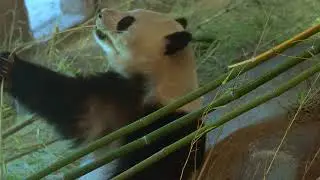 Amazing Panda in the Wild 🐾 | Wildlife Video