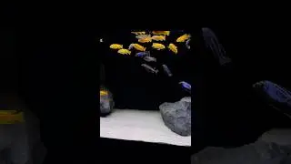 Alec's 180 Gallon Mbuna Cichlid Tank