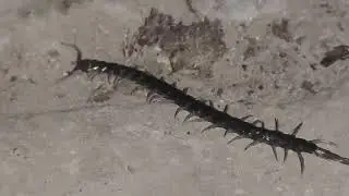 कनखजूरा #video