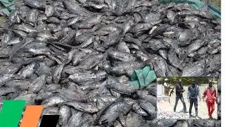 SHOCKING!Kenyans Consuming DEADLY Fish from Lake Nakuru!KWS arrest 4, Seize 300KGs of Toxic Catch!