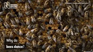 Why do bees dance? | Natural History Museum