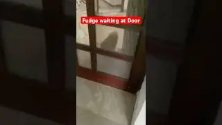 Why dogs wait at door 🚪🧐🧐