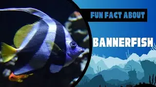 Bannerfish Species and Facts You Should Know
