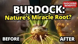 Burdock Root: The Ancient Healing Plant That Actually Works | Science Backed Benefits