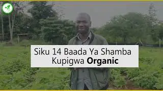 Maharage [PART II] Jinsi Ya Kuboresha Shamba La Maharage Kwa Organic|Ahazi Ngessy