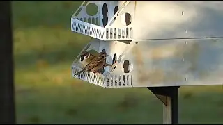 Busy Eurasian Tree Sparrows in Autumn