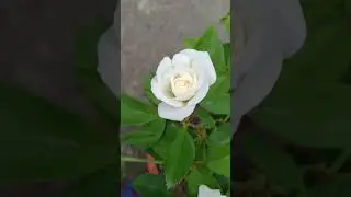 white climbing Rose plant🌹😍 please subscribe 🙏❤️ #shorts #youtubeshort #rose