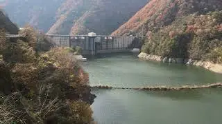 20251124滋賀県の姉川ダムの紅葉