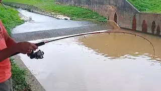 Mancing talapia baboon.