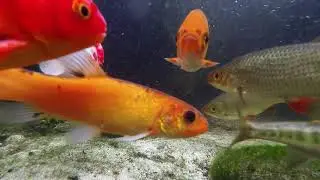 Inside the Pond.
