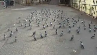 Pigeons flying away