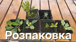 Хебе, Сантоліна, Фотінія, Османтус Гошікі, Падуб Фастігіата, Падуб. Розпаковка посилки.