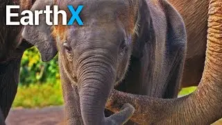 The World's Largest Elephant Medical Facility | The Elephant Hospital | EarthX