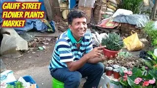 Sunday Flower Plants Market At Galiff Street Visit & Prices Of Orchid Kalanchoe Cactus Succulents