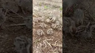 Teetar with kala teetar chicks feeding #birds #partridge