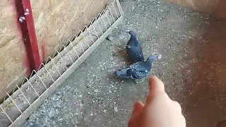 Pe la animale , nu mai avem nicio achiziție 