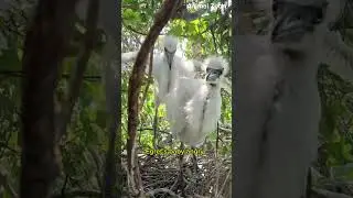 #egret #baby #birds #angry