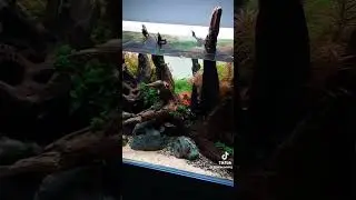 aquarium planted tank collection🍃 #aquarium #aquascapers #plantedtank