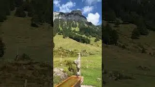 Fountains in Switzerland 🇨🇭 Which animals can you see? #shorts  #switzerland #nature